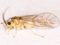 Stenopsocus immaculatus